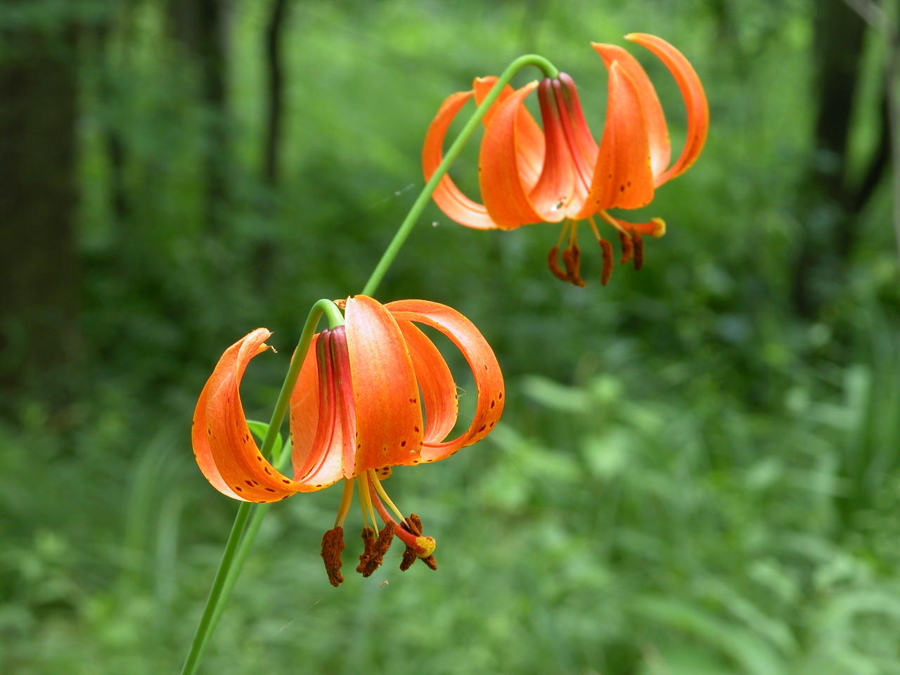 Michigan Lily