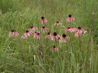 Pale Purple Coneflower