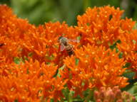 Butterflyweed