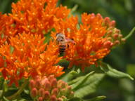 Butterflyweed