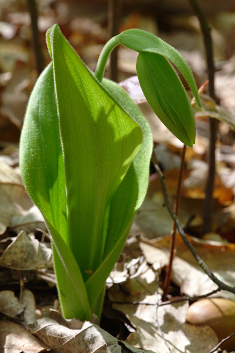 Pink Lady's Slipper