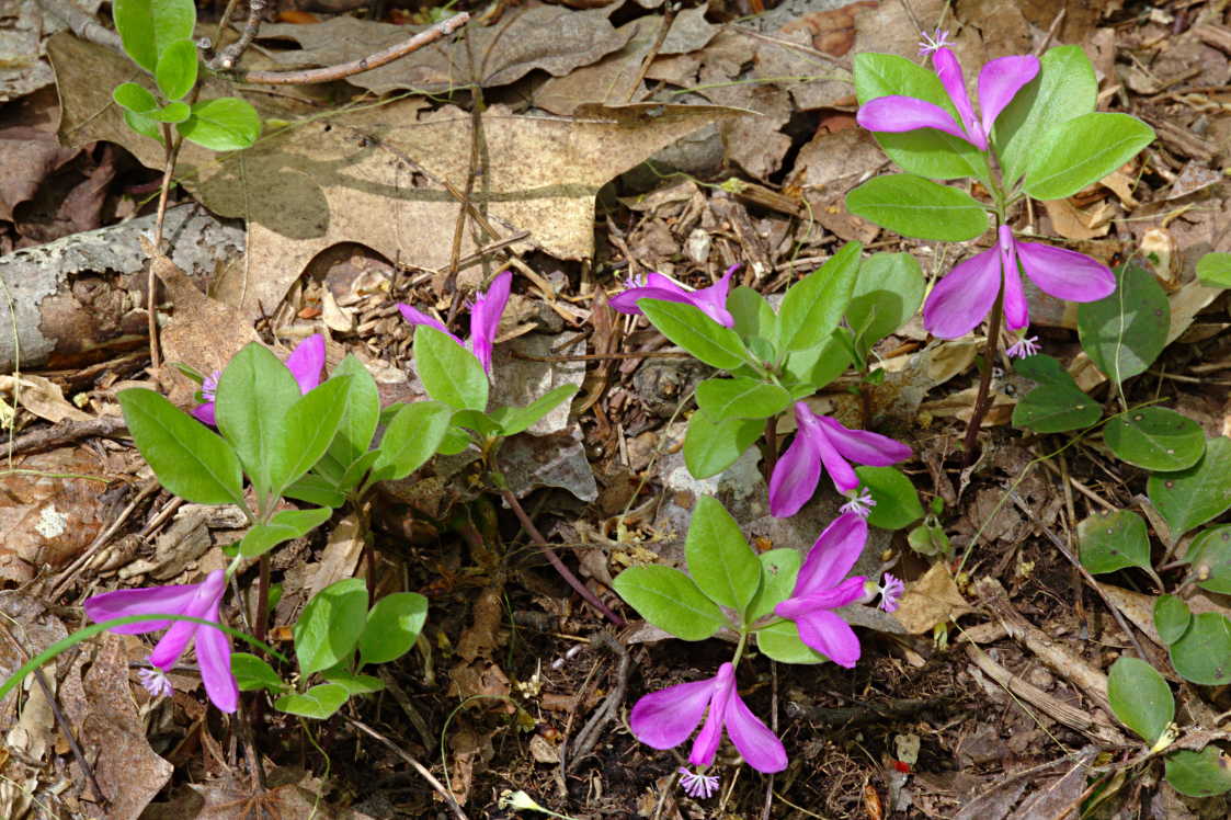 Fringed Polygala