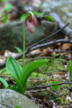 Pink Lady's Slipper