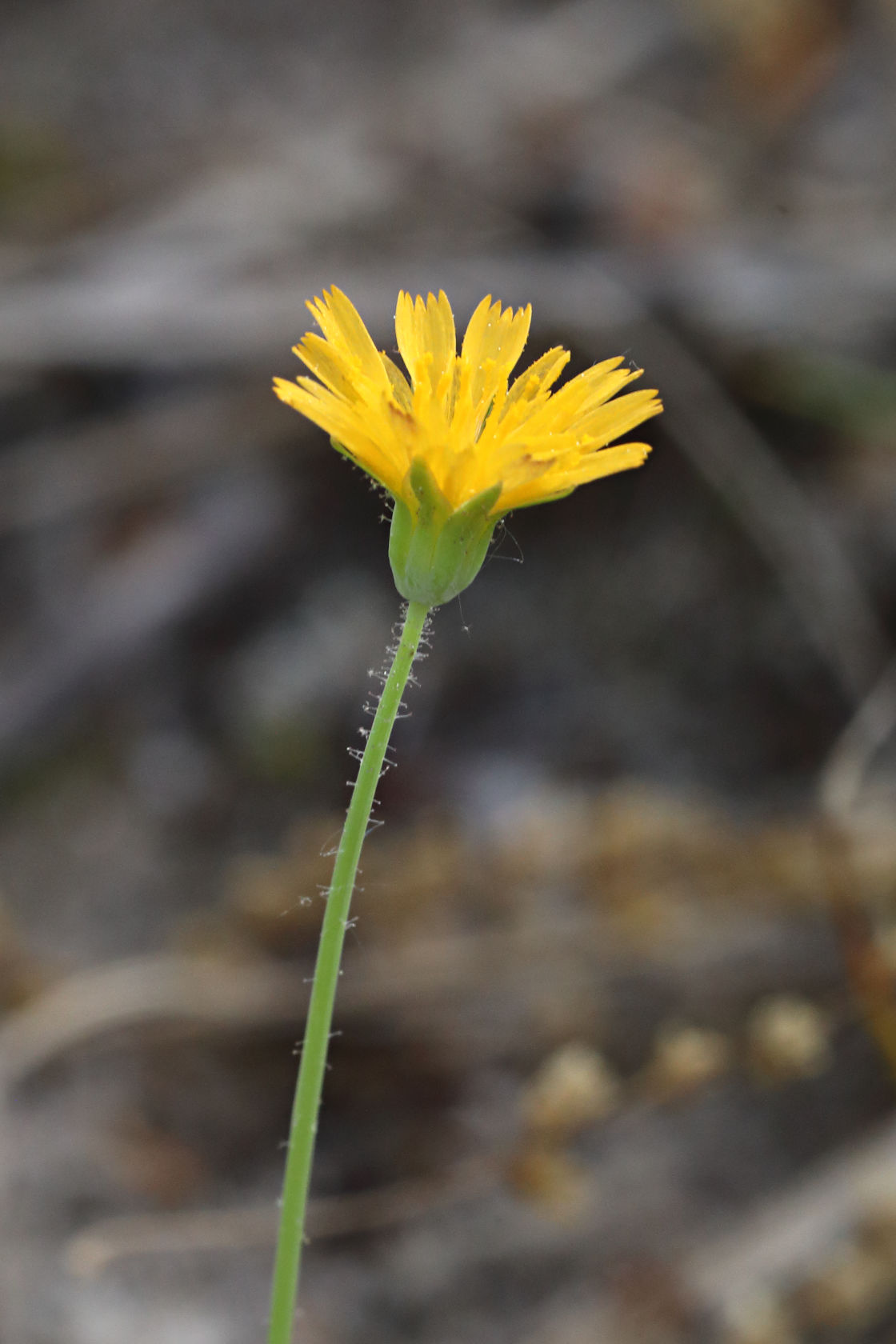 Virginia Dwarf Dandelion