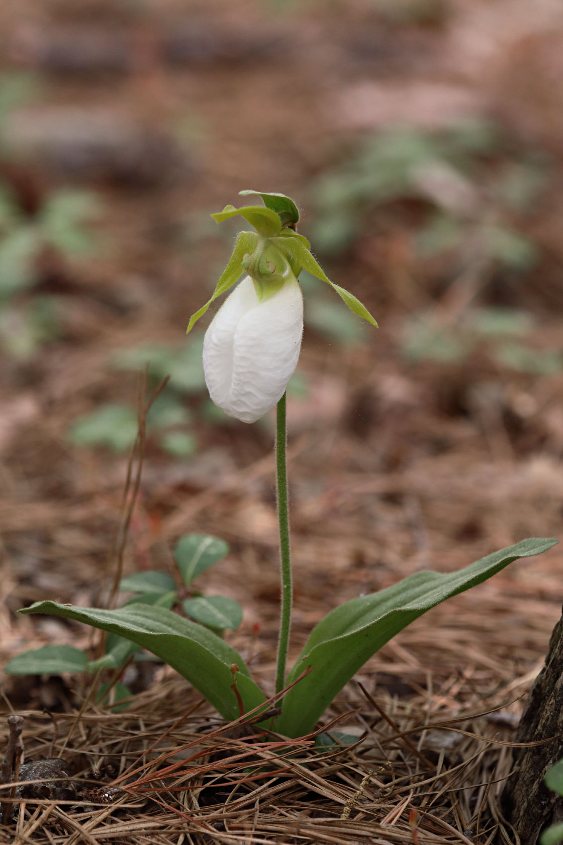 White-Flowered Pink Lady's Slipper