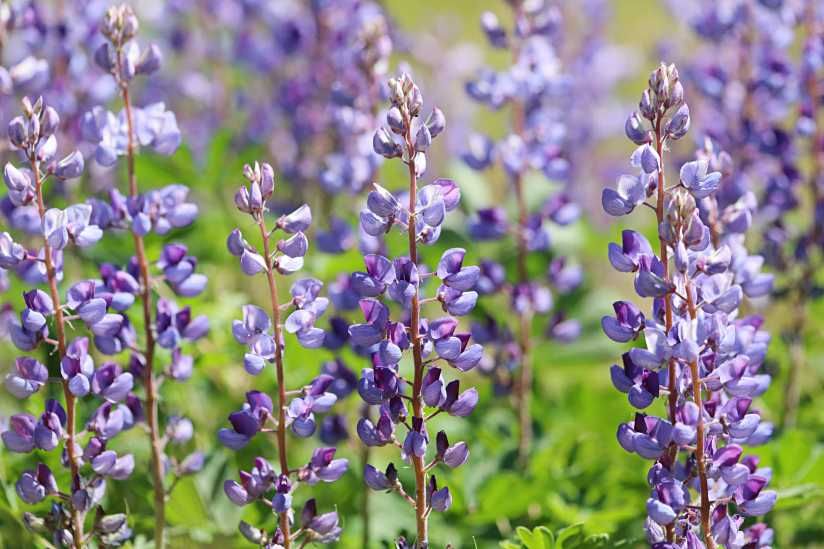 Sundial Lupine