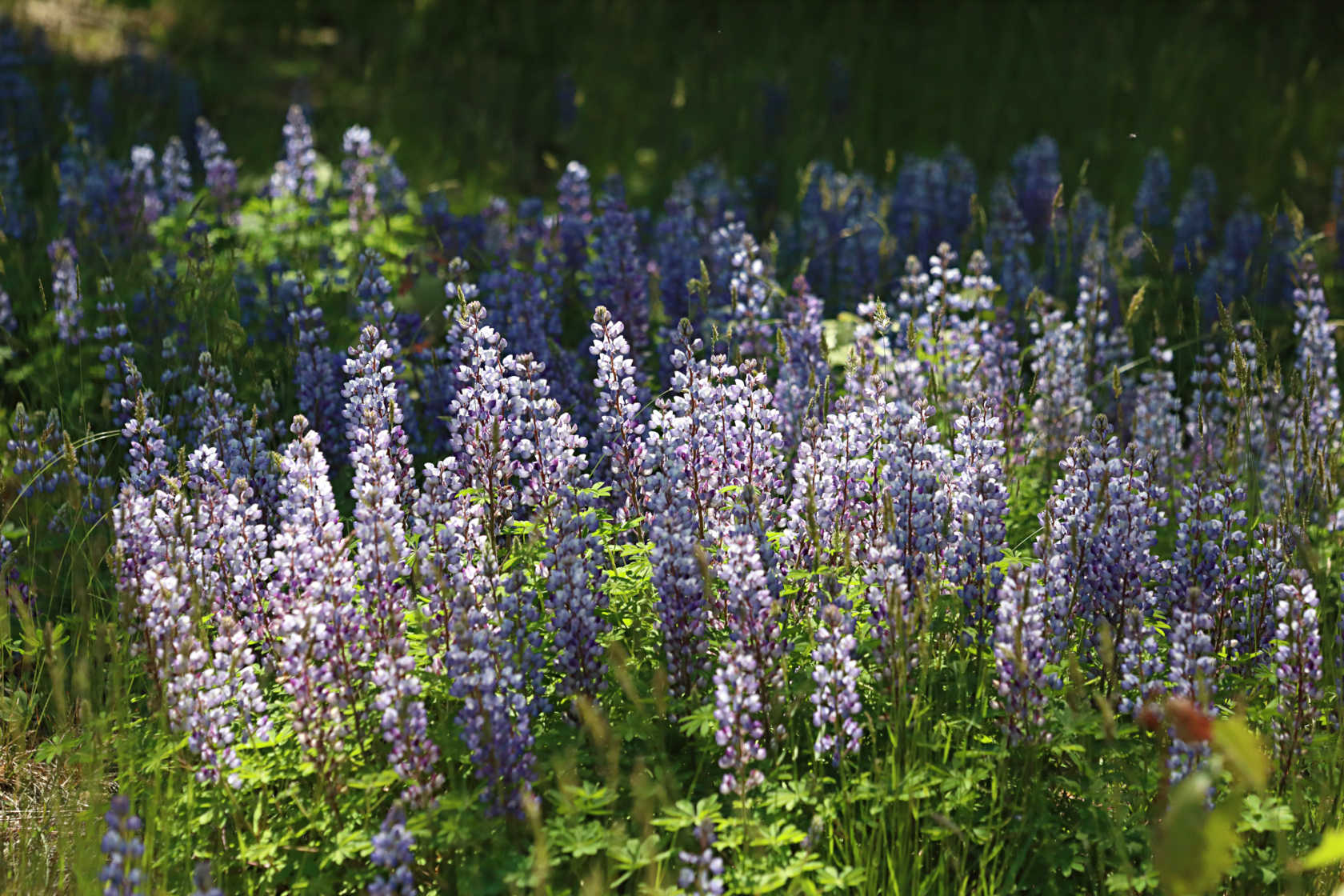 Sundial Lupine