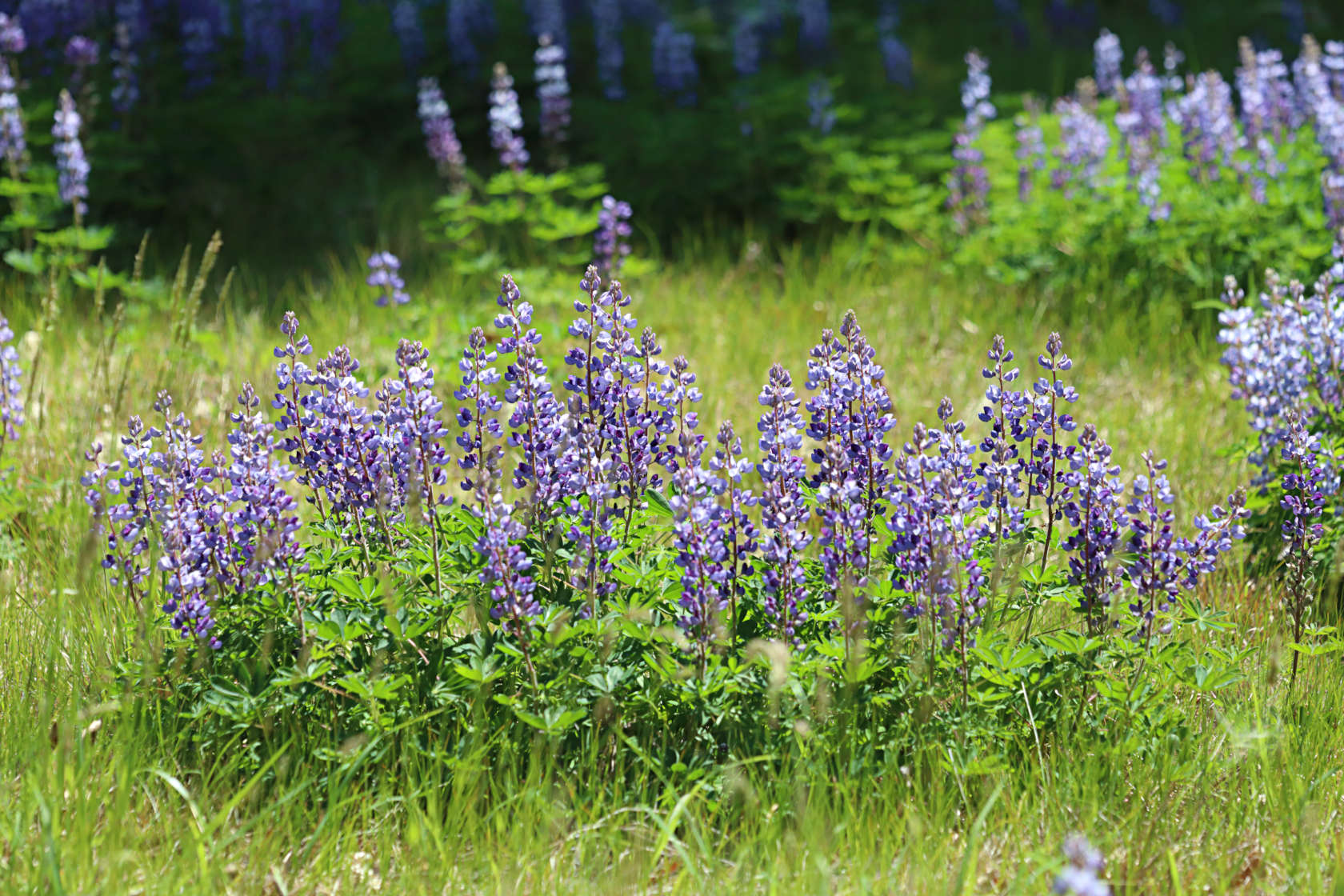 Sundial Lupine