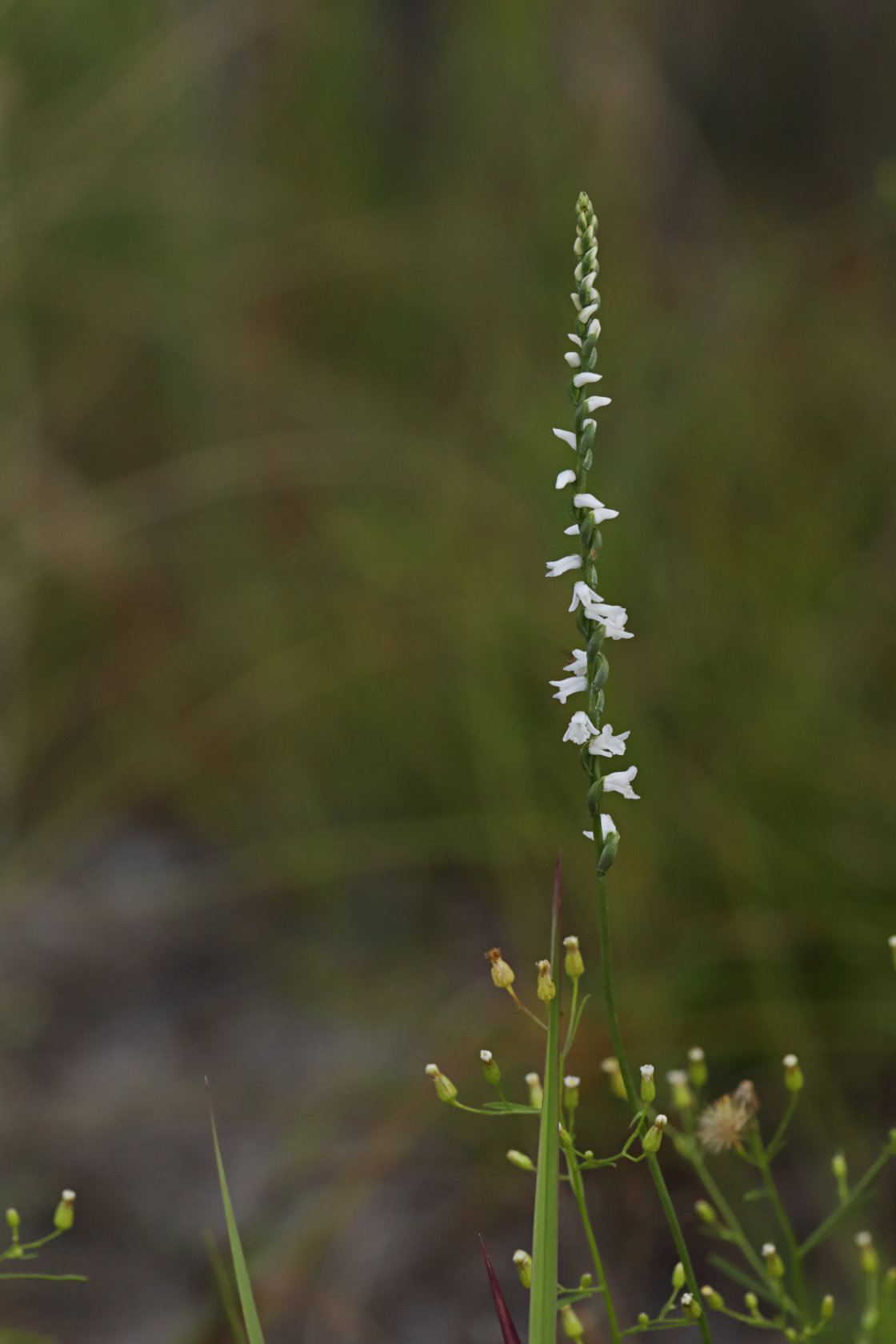 Little Ladies' Tresses