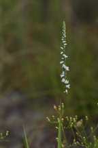 Little Ladies' Tresses