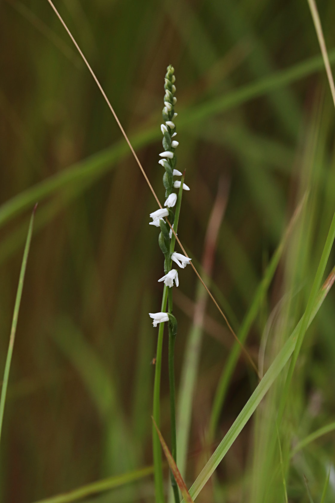 Little Ladies' Tresses