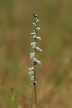 Southern Slender Lady's Tresses