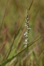 Eames' Hybrid Ladies' Tresses