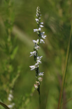 Eames' Hybrid Ladies' Tresses