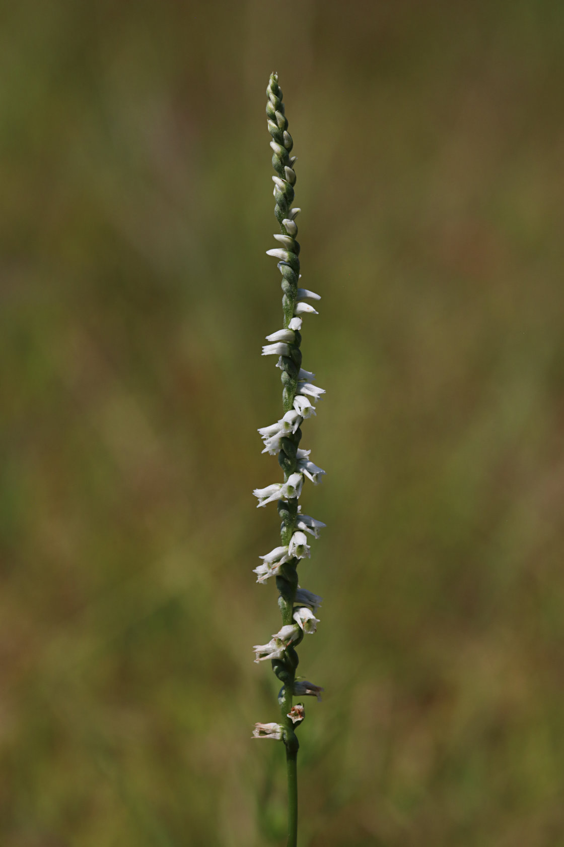 Southern Slender Lady's Tresses