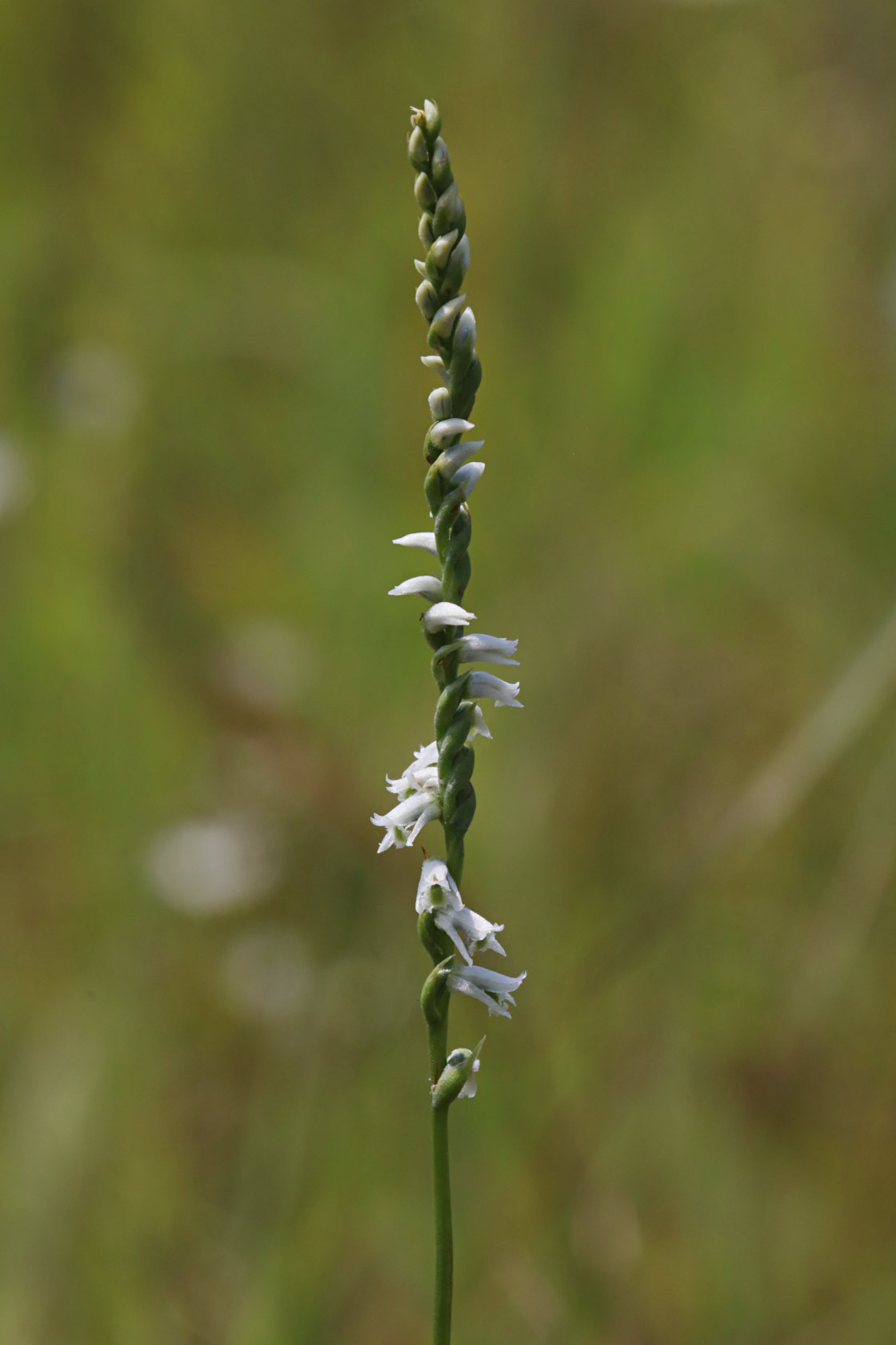 Southern Slender Lady's Tresses