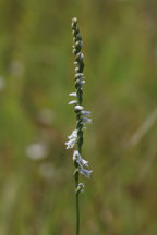 Southern Slender Lady's Tresses