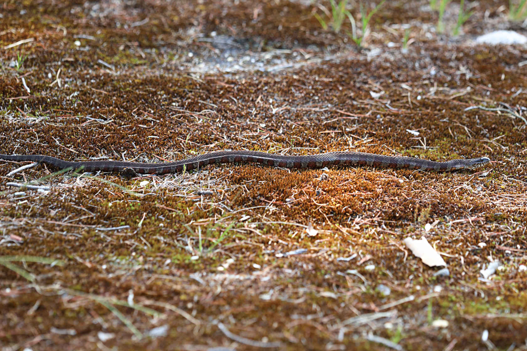 Eastern Milk Snake