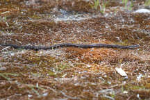 Eastern Milk Snake