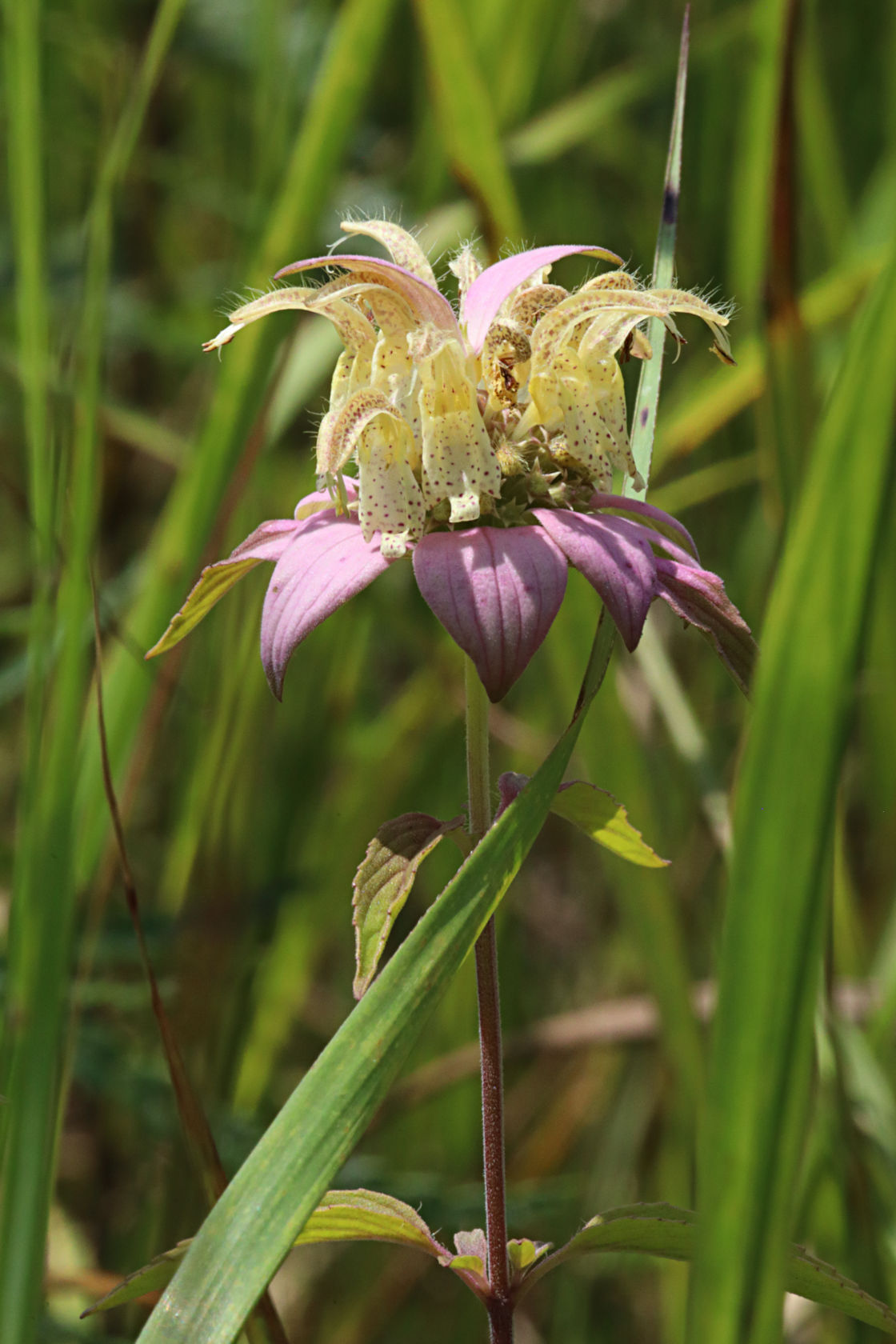 Dotted Monarda