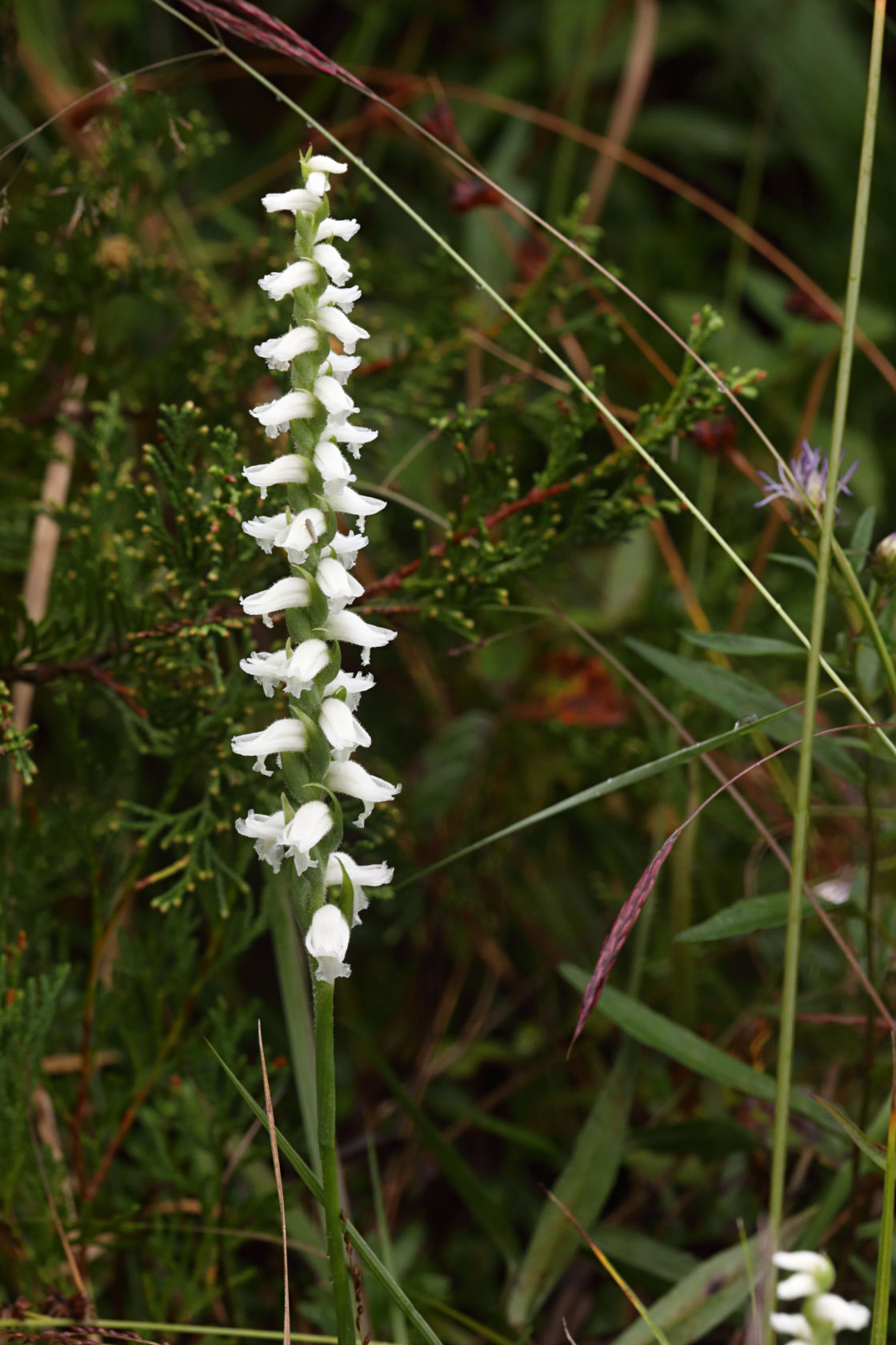 Nodding Ladies' Tresses
