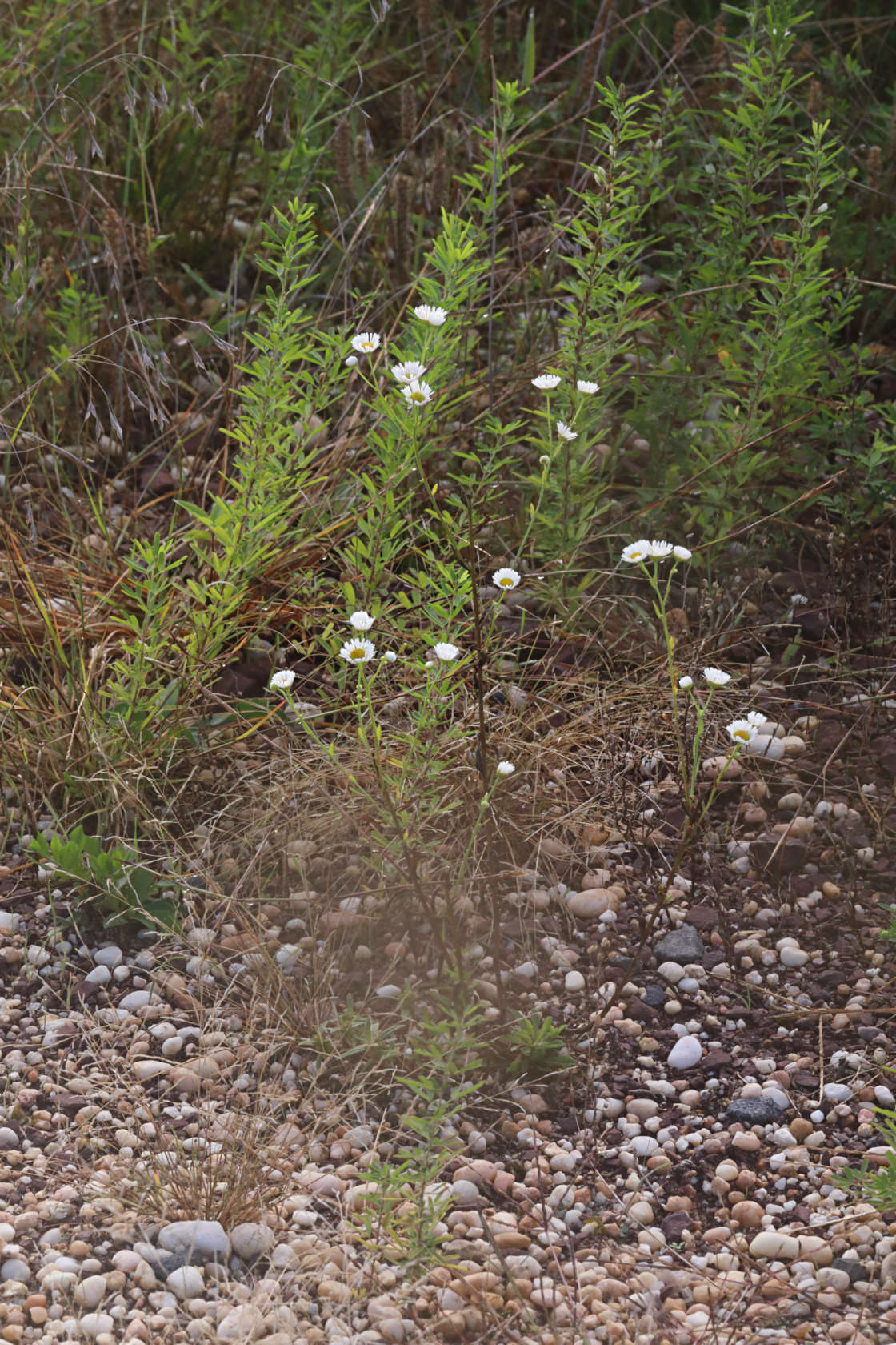 Rough Fleabane