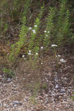 Rough Fleabane