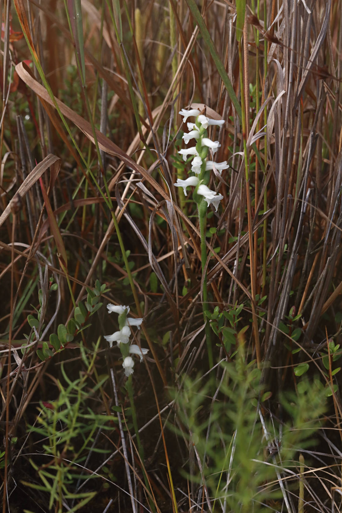 Nodding Ladies' Tresses