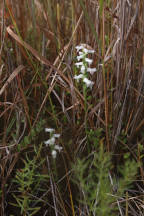 Nodding Ladies' Tresses