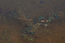 Little Floating Heart