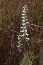 Nodding Ladies' Tresses