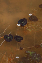 Little Floating Heart