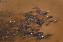 Little Floating Heart