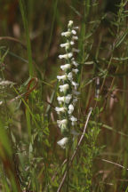 Yellow Ladies' Tresses
