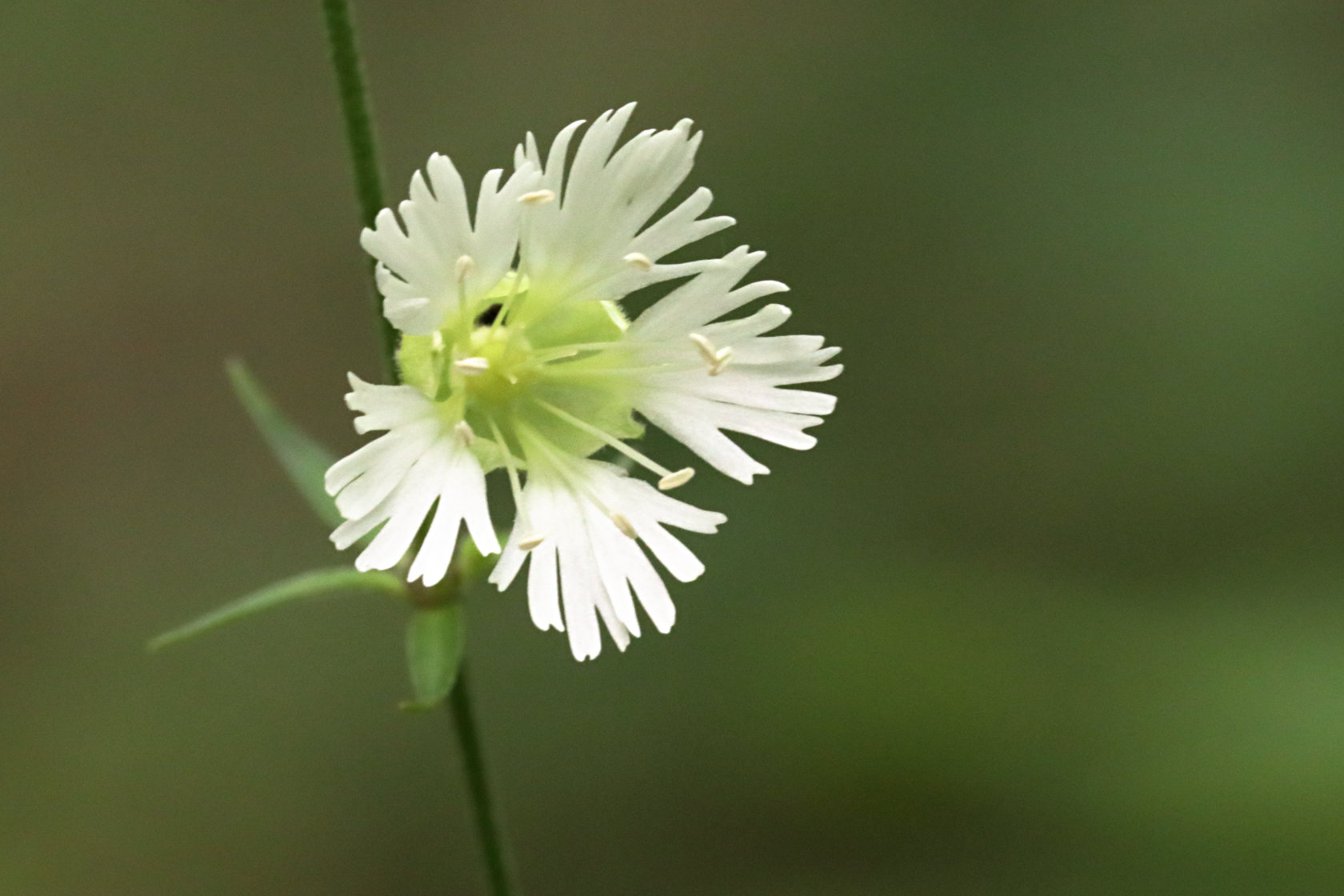 Starry Campion