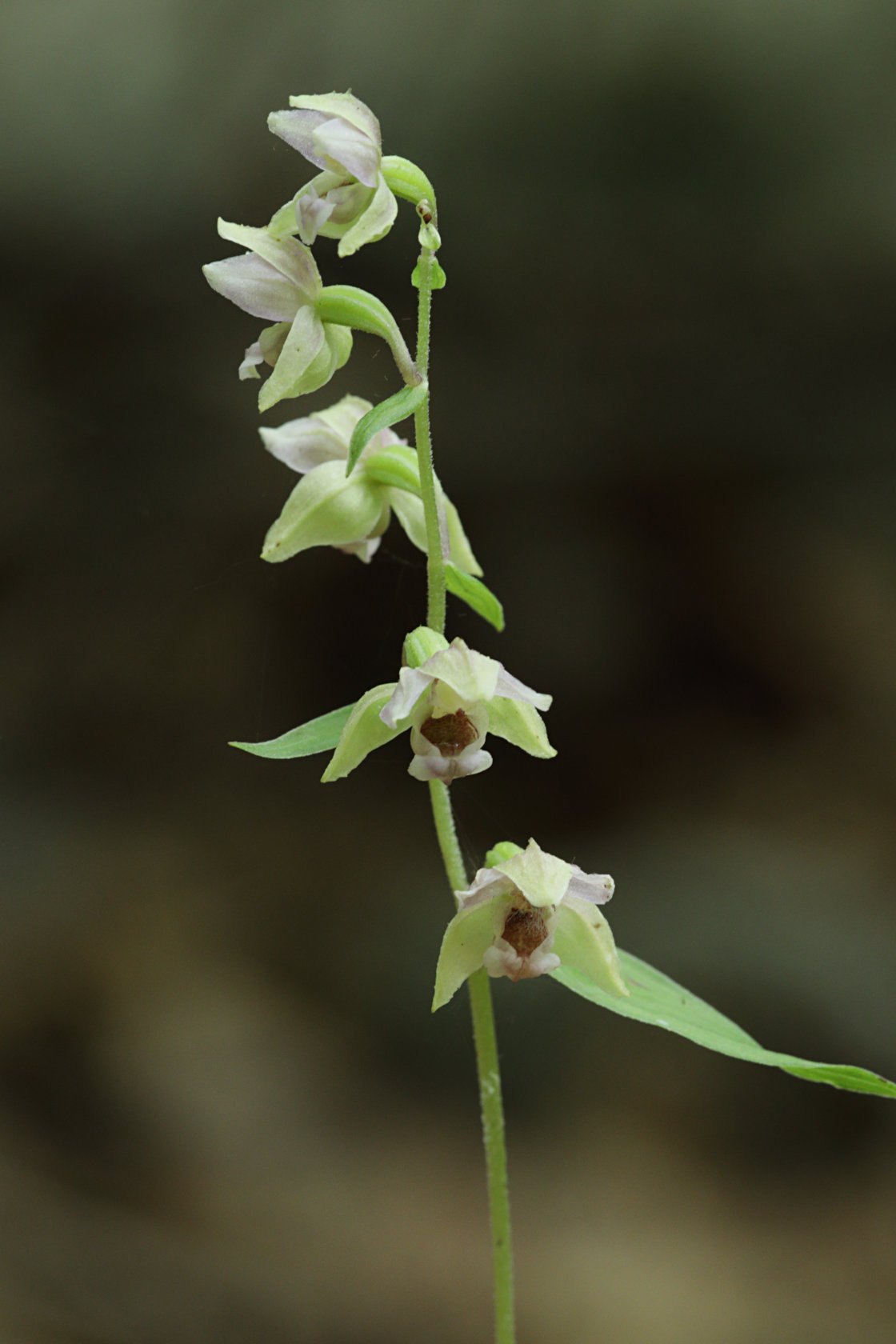 Broad-Leaved Helleborine