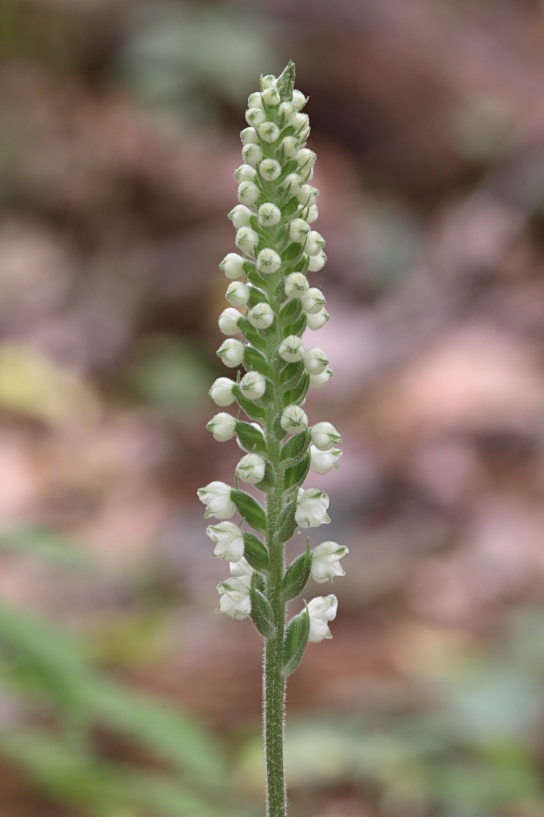 Downy Rattlesnake Plantain