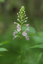 Small Purple Fringed Orchid