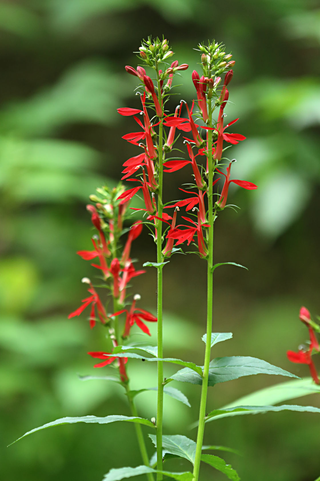 Cardinal Flower