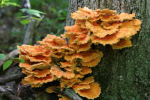 Chicken of the Woods