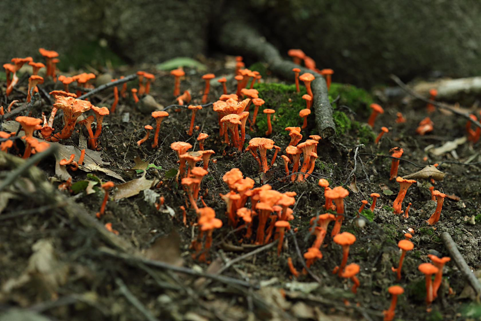 Cinnabar Red Chanterelle