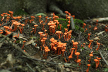 Cinnabar Red Chanterelle