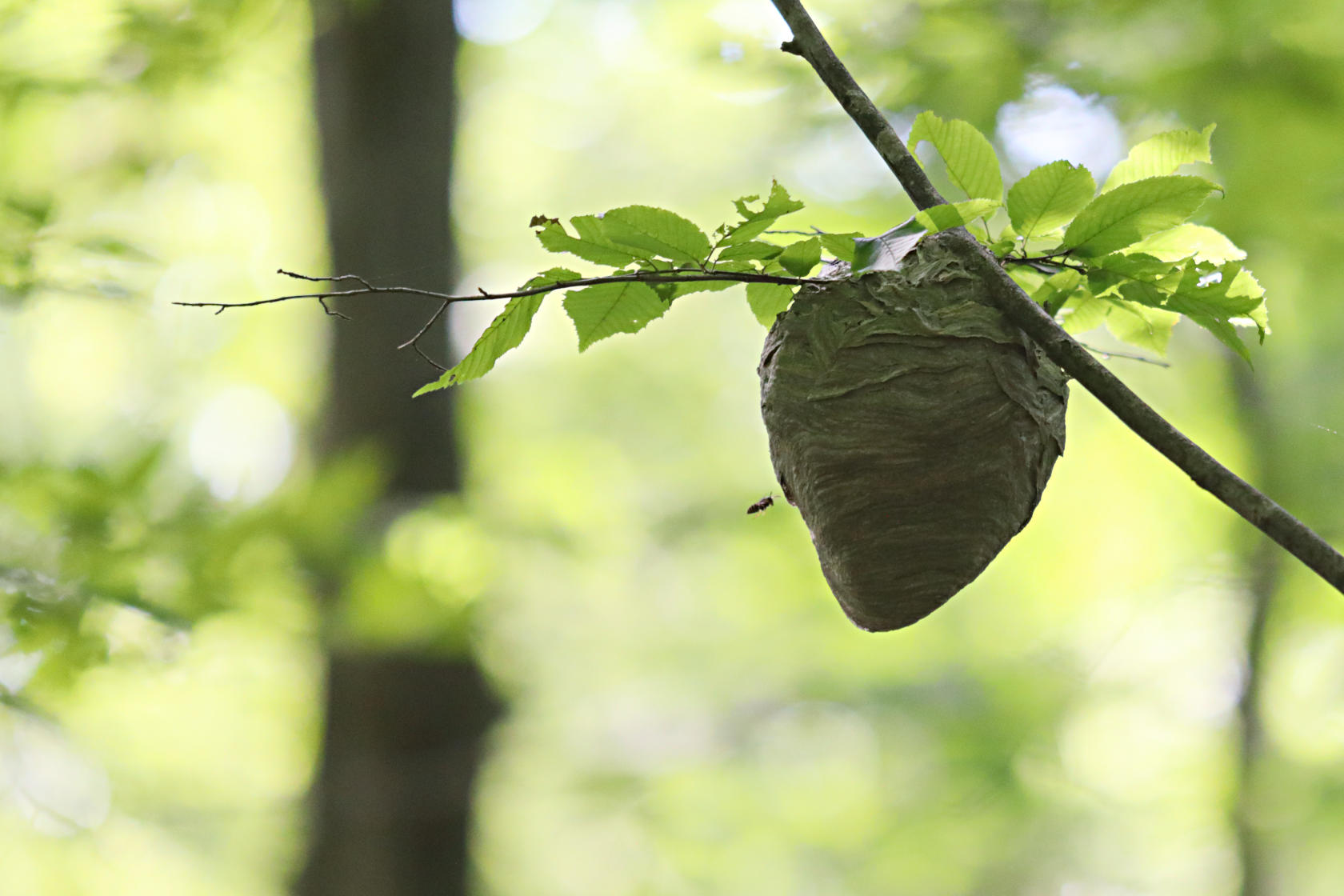 Hornet Nest