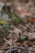 Three Birds Orchid