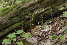Three Birds Orchid