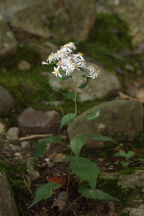 Common White Heart-Leaved Aster