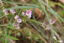 Violet Bush Clover