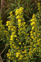 Downy Goldenrod