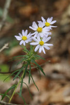 Stiff Aster