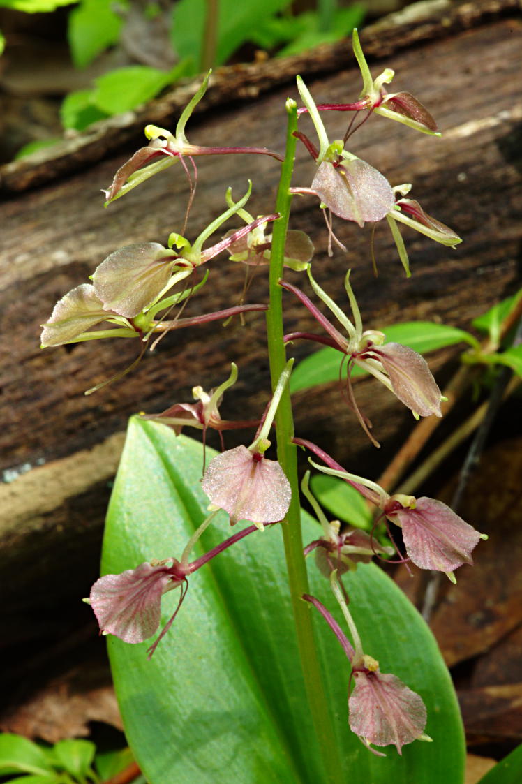 Lily Leaved Twayblade